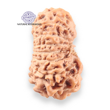 Load image into Gallery viewer, 14 mukhi Indonesian Rudraksha - Bead No.403