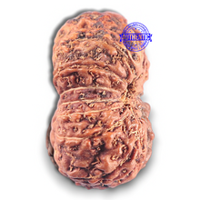 Load image into Gallery viewer, 15 Mukhi Indonesian Rudraksha - Bead No. 114