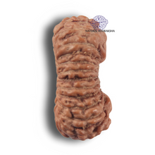 Load image into Gallery viewer, 23 Mukhi Rudraksha from Indonesia