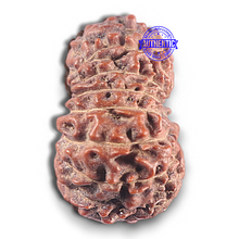 Load image into Gallery viewer, 15 Mukhi Indonesian Rudraksha - Bead No. 113
