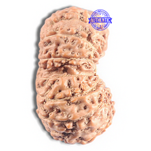 Load image into Gallery viewer, 16 Mukhi Rudraksha from Indonesia - Bead No. 335