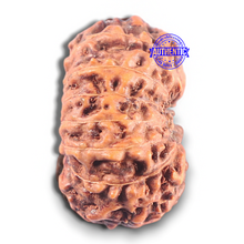 Load image into Gallery viewer, 15 Mukhi Indonesian Rudraksha - Bead No. 120