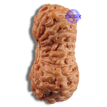 Load image into Gallery viewer, 20 Mukhi Indonesian Rudraksha - Bead 108
