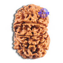 Load image into Gallery viewer, 11 Mukhi Nepalese Rudraksha - Bead No. 416