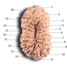 Load image into Gallery viewer, 20 Mukhi Indonesian Rudraksha - Bead 15