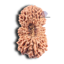 Load image into Gallery viewer, 20 Mukhi Indonesian Rudraksha - Bead 4