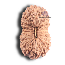 Load image into Gallery viewer, 20 Mukhi Indonesian Rudraksha - Bead 15