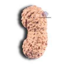 Load image into Gallery viewer, 20 Mukhi Indonesian Rudraksha - Bead 15