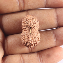 Load image into Gallery viewer, 20 Mukhi Indonesian Rudraksha - Bead 15