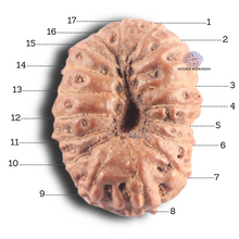 Load image into Gallery viewer, 17 Mukhi Rudraksha from Indonesia - Bead No. 99