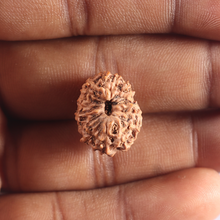 Load image into Gallery viewer, 17 Mukhi Rudraksha from Indonesia - Bead No. 66