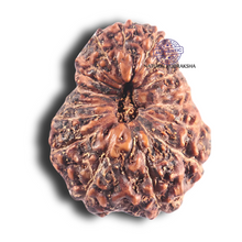 Load image into Gallery viewer, 17 Mukhi Rudraksha from Indonesia - Bead No. 84