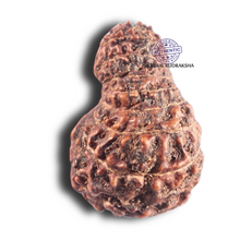 Load image into Gallery viewer, 17 Mukhi Rudraksha from Indonesia - Bead No. 84
