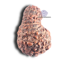 Load image into Gallery viewer, 17 Mukhi Rudraksha from Indonesia - Bead No. 84