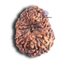 Load image into Gallery viewer, 17 Mukhi Rudraksha from Indonesia - Bead No. 85