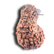 Load image into Gallery viewer, 17 Mukhi Rudraksha from Indonesia - Bead No. 85