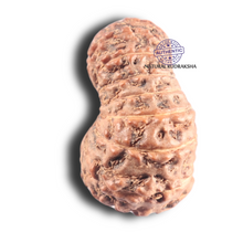 Load image into Gallery viewer, 17 Mukhi Rudraksha from Indonesia - Bead No. 94