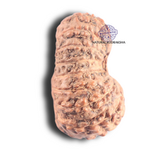 Load image into Gallery viewer, 17 Mukhi Rudraksha from Indonesia - Bead No. 94