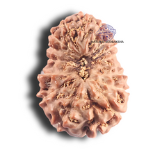 Load image into Gallery viewer, 17 Mukhi Rudraksha from Indonesia - Bead No. 96