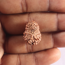 Load image into Gallery viewer, 17 Mukhi Rudraksha from Indonesia - Bead No. 96