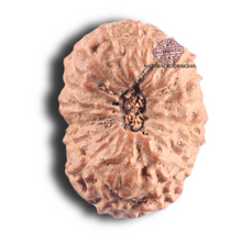 Load image into Gallery viewer, 17 Mukhi Rudraksha from Indonesia - Bead No. 99