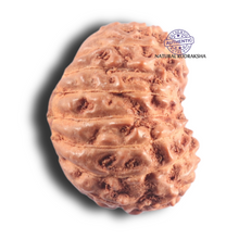 Load image into Gallery viewer, 17 Mukhi Rudraksha from Indonesia - Bead No. 100