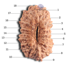 Load image into Gallery viewer, 18 Mukhi Rudraksha from Indonesia - Bead No. 56