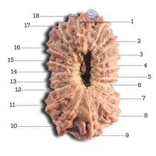 Load image into Gallery viewer, 18 Mukhi Rudraksha from Indonesia - Bead No. 96