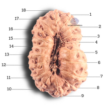 Load image into Gallery viewer, 18 Mukhi Rudraksha from Indonesia - Bead No. 88