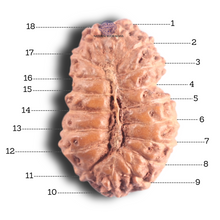 Load image into Gallery viewer, 18 Mukhi Rudraksha from Indonesia - Bead No. 90