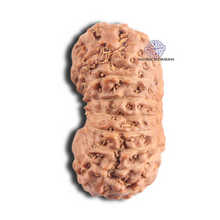 Load image into Gallery viewer, 18 Mukhi Rudraksha from Indonesia - Bead No. 56