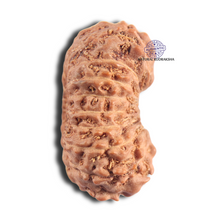 Load image into Gallery viewer, 18 Mukhi Rudraksha from Indonesia - Bead No. 56
