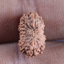 Load image into Gallery viewer, 18 Mukhi Rudraksha from Indonesia - Bead No. 56