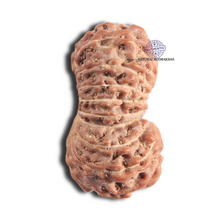 Load image into Gallery viewer, 18 Mukhi Rudraksha from Indonesia - Bead No. 96
