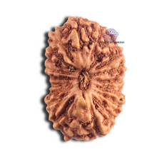 Load image into Gallery viewer, 18 Mukhi Rudraksha from Indonesia - Bead No. 76