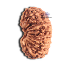 Load image into Gallery viewer, 18 Mukhi Rudraksha from Indonesia - Bead No. 76