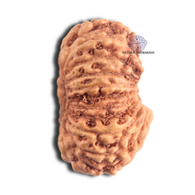 Load image into Gallery viewer, 18 Mukhi Rudraksha from Indonesia - Bead No. 76