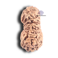 Load image into Gallery viewer, 18 Mukhi Rudraksha from Indonesia - Bead No. 102
