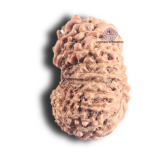 Load image into Gallery viewer, 18 Mukhi Rudraksha from Indonesia - Bead No. 89