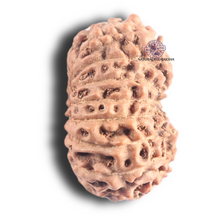 Load image into Gallery viewer, 18 Mukhi Rudraksha from Indonesia - Bead No. 89