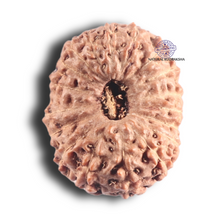 Load image into Gallery viewer, 18 Mukhi Rudraksha from Indonesia - Bead No. 83