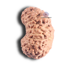 Load image into Gallery viewer, 18 Mukhi Rudraksha from Indonesia - Bead No. 83