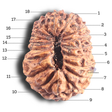 Load image into Gallery viewer, 18 Mukhi Rudraksha from Indonesia - Bead No. 86