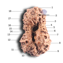 Load image into Gallery viewer, 18 Mukhi Rudraksha from Indonesia - Bead No. 52