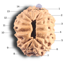 Load image into Gallery viewer, 14 mukhi Indonesian Rudraksha - Bead No. 80