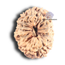 Load image into Gallery viewer, 18 Mukhi Rudraksha from Indonesia - Bead No. 82
