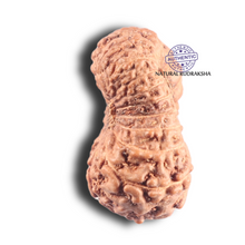 Load image into Gallery viewer, 18 Mukhi Rudraksha from Indonesia - Bead No 6
