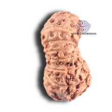 Load image into Gallery viewer, 18 Mukhi Rudraksha from Indonesia - Bead No 6