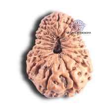 Load image into Gallery viewer, 18 Mukhi Rudraksha from Indonesia - Bead No. 172