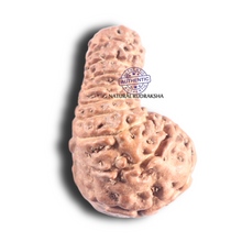Load image into Gallery viewer, 18 Mukhi Rudraksha from Indonesia - Bead No. 172